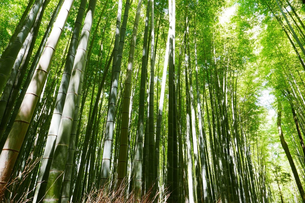 bamboo-2074751_1280.jpg